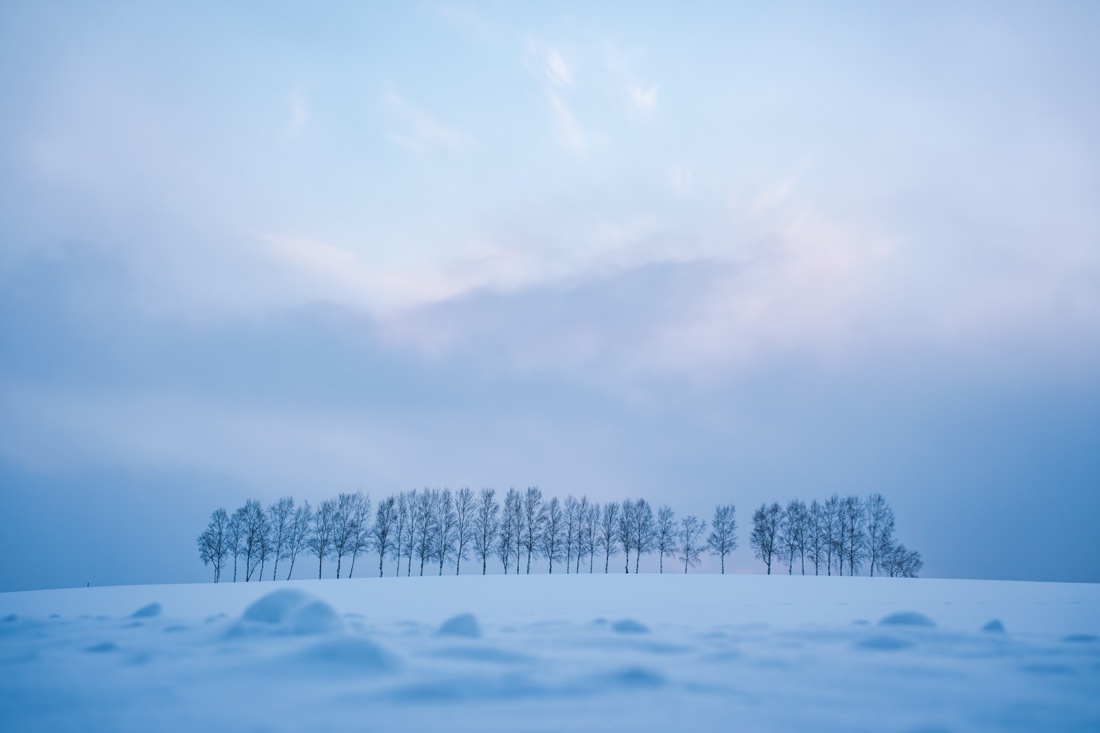 北海道の雪原に並ぶ木々と淡い冬空